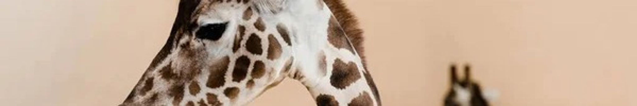 Cover for Barbara Coward Phillips's Obituary