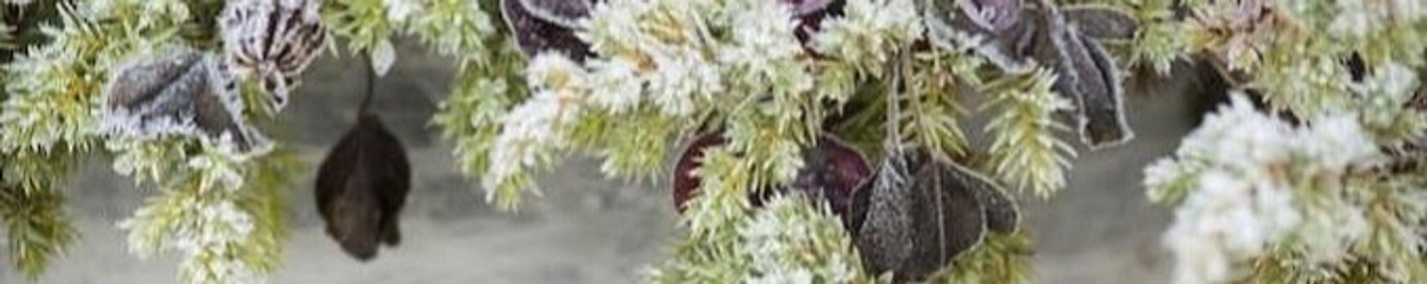 Cover photo for Dorothy Louise Kelly's Obituary