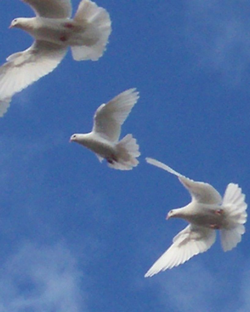 Myron Lawrence Massie Profile Photo