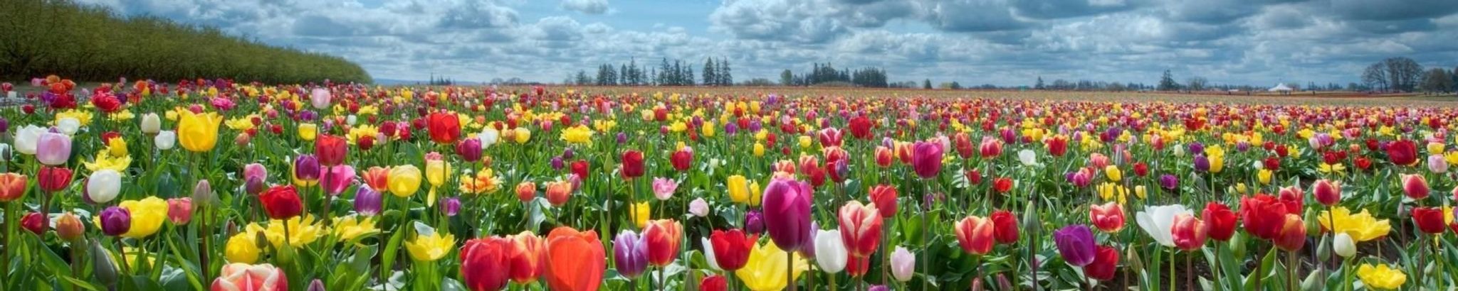 Cover for Mary Kate Lipscomb's Obituary