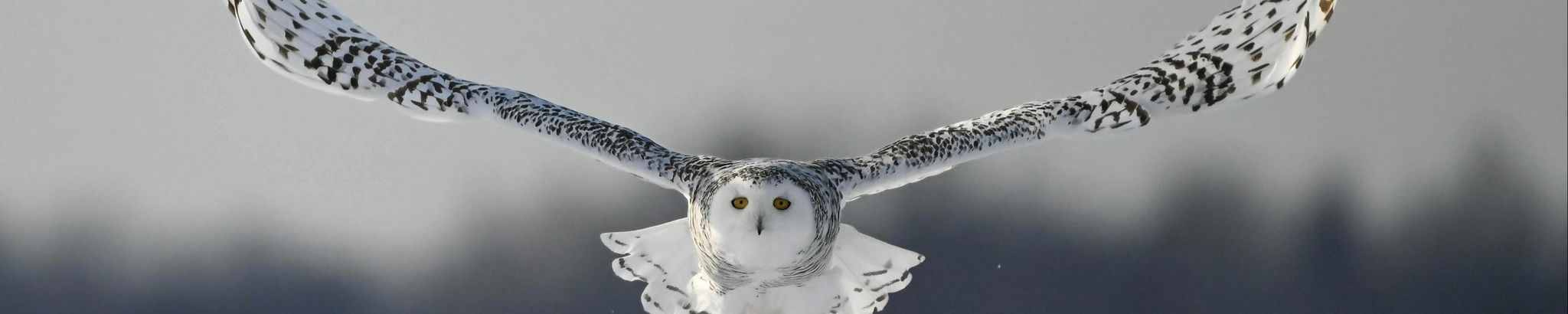 Cover for Carol Schaeffer's Obituary