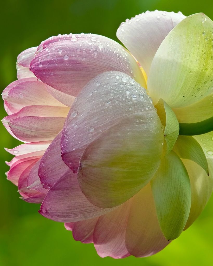 Geraldine "Jerri" Morgan Verbeck