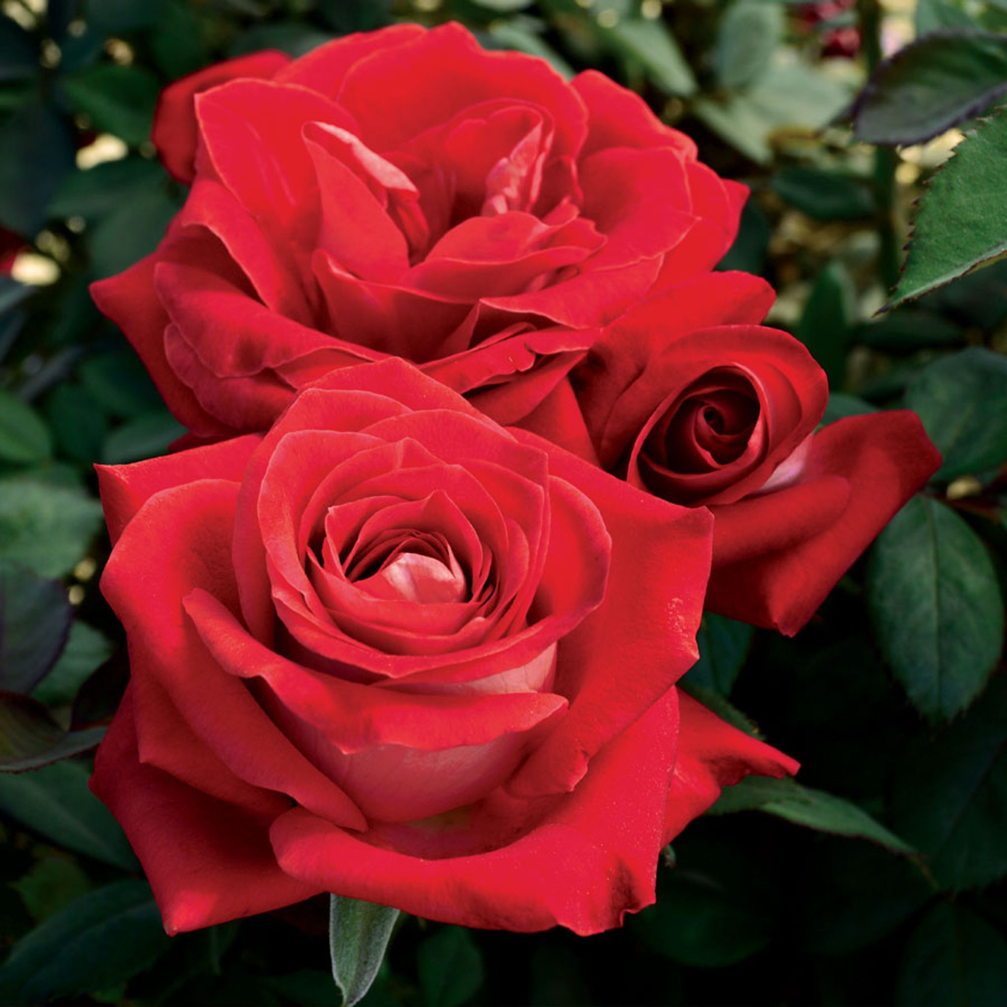 Cover photo for Martha Ann Walker Riley's Obituary