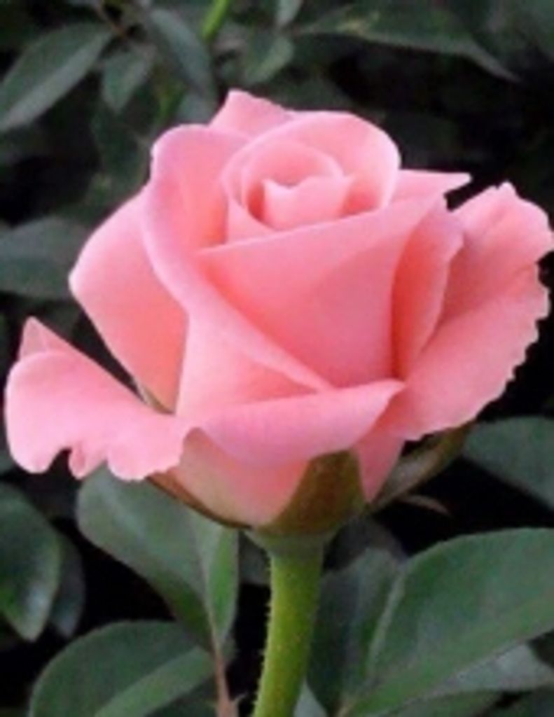 Julia Baker Chamblee