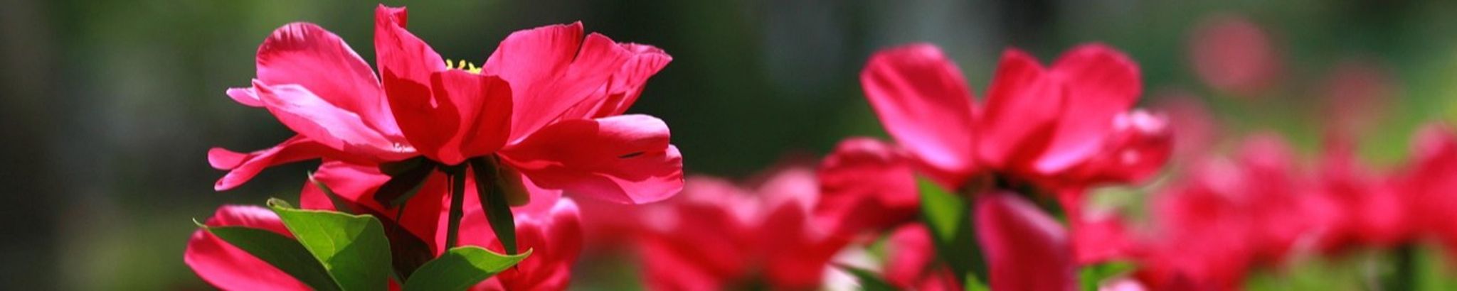 Cover for Johanna Hoffacker's Obituary