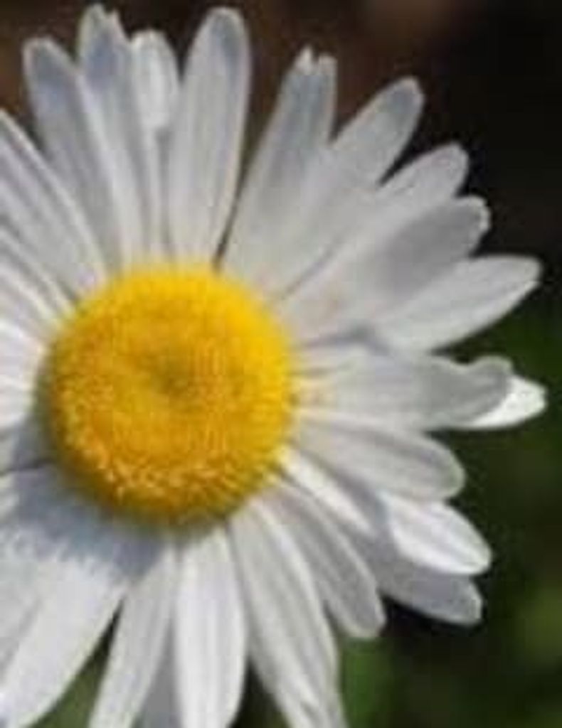 Al Jorreau Gresham Profile Photo