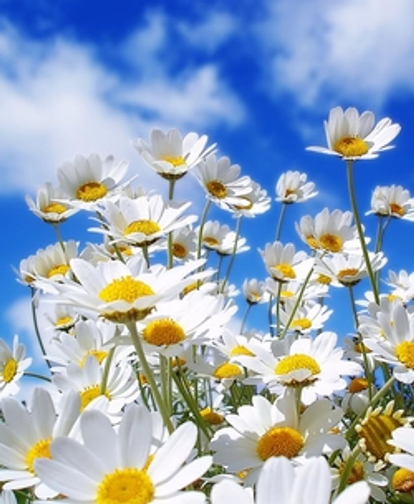 Patsy Darlene Fuller