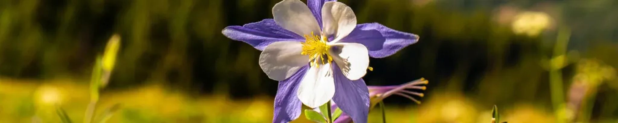 Cover photo for Alice Faye Price's Obituary