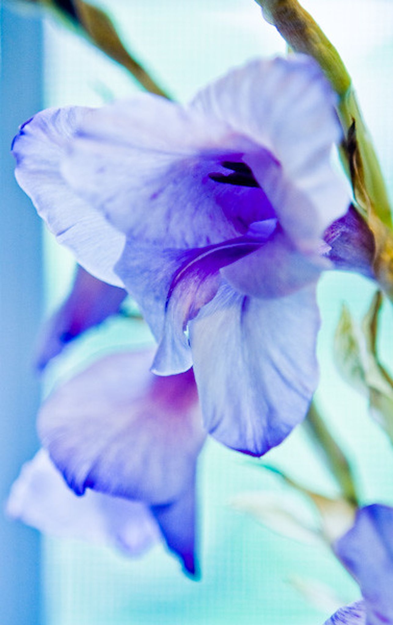 Cover photo for Dorothy Darlene Leichty's Obituary