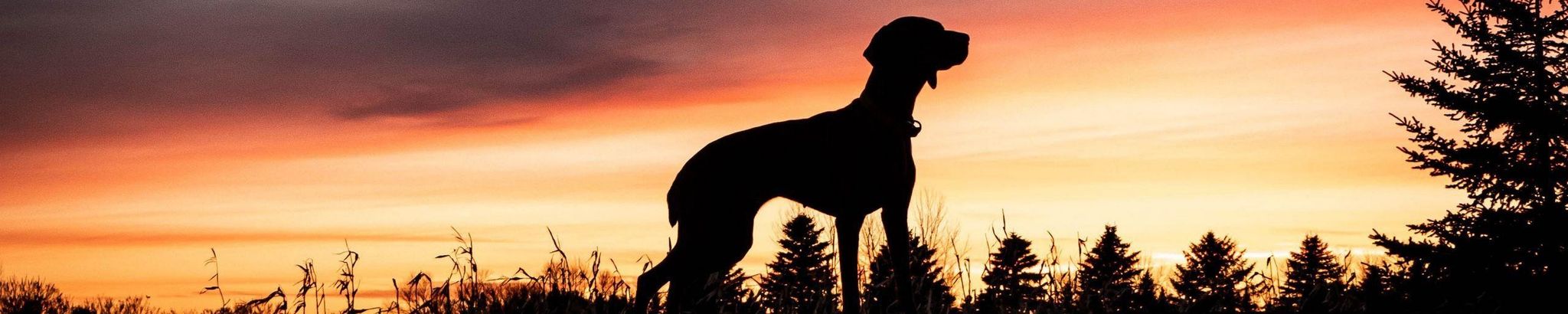 Cover for Jessie Loya's Obituary