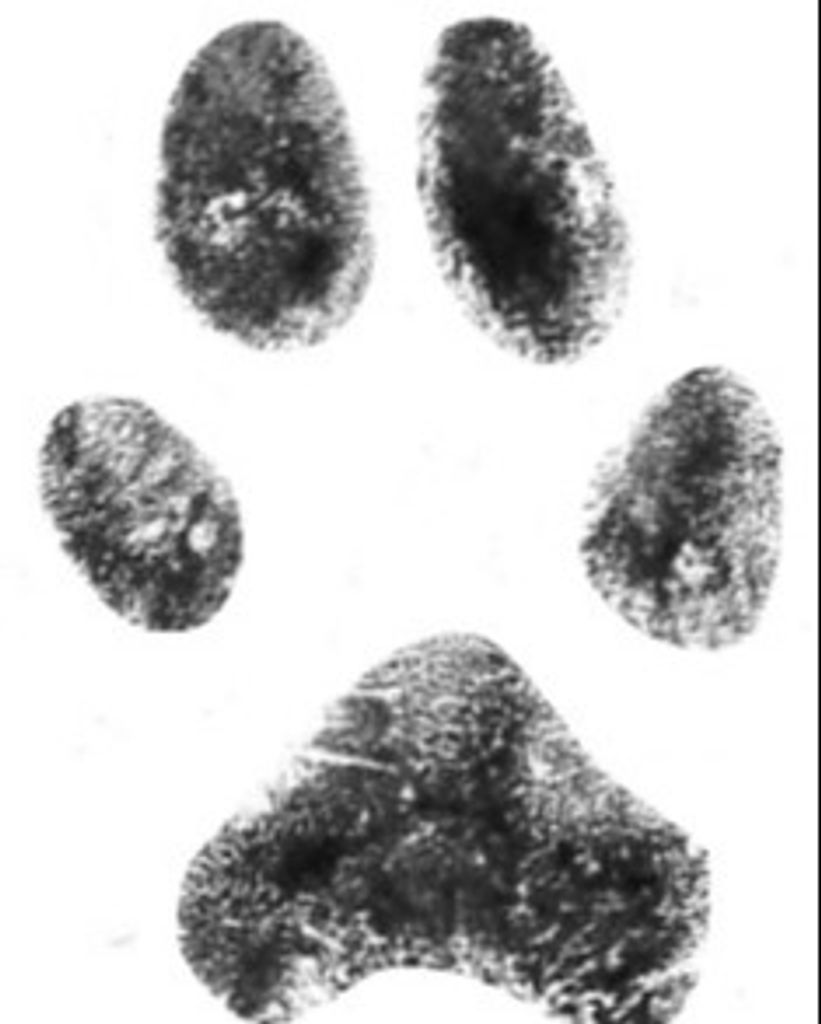 Frisco Rosenbalm Profile Photo