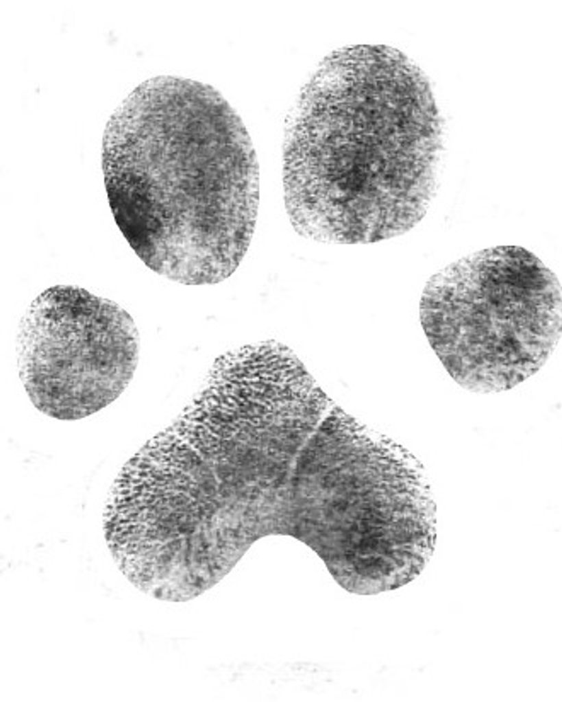 Charlie Messick Profile Photo