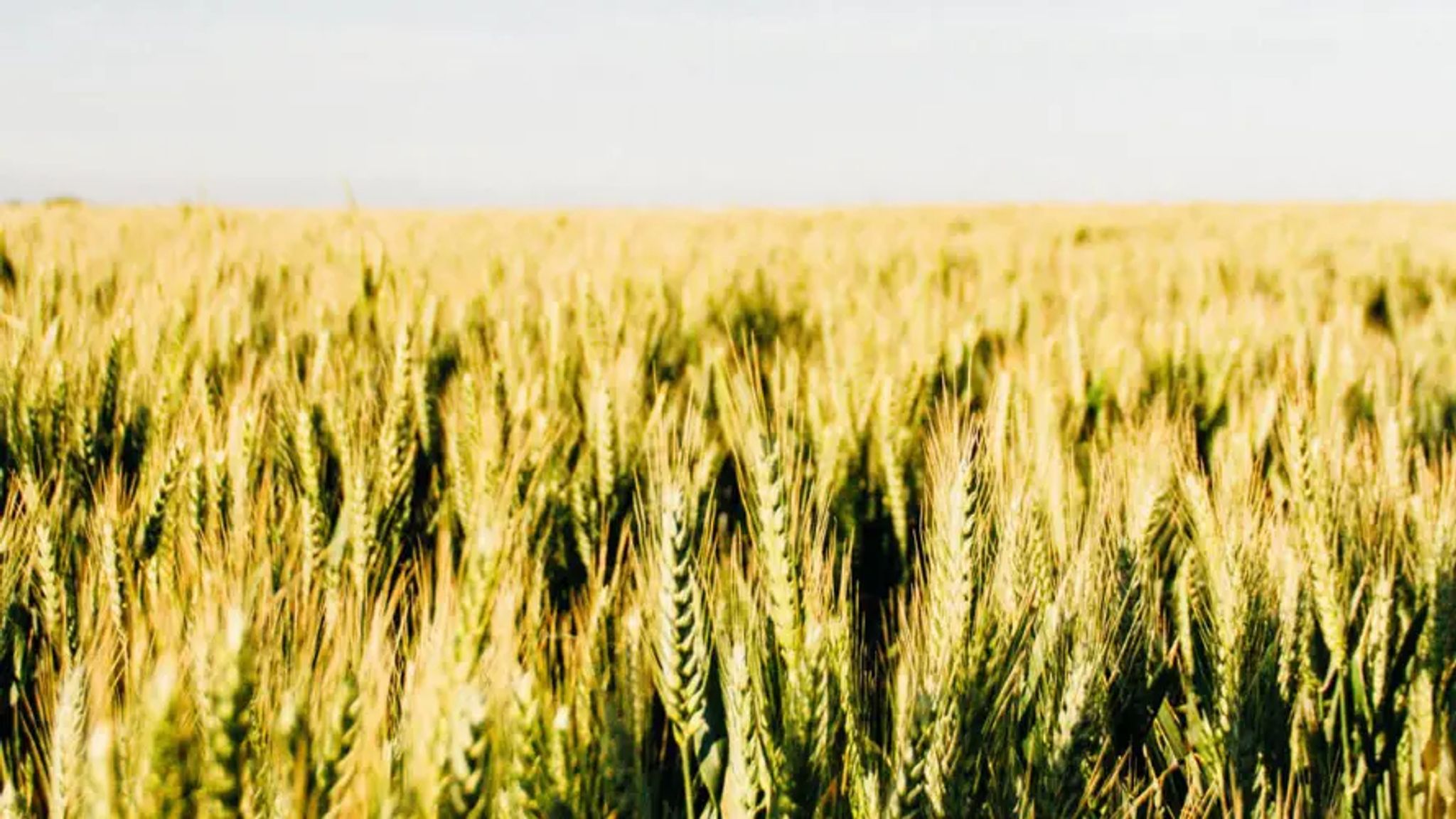 Cover for Robert Collins's Obituary