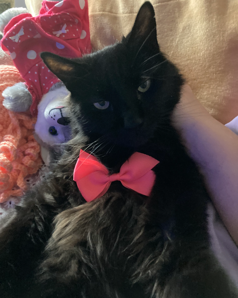 Pickles Profile Photo