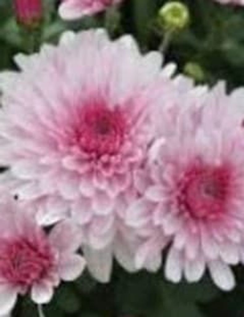 Pamela Favors Roberts Profile Photo