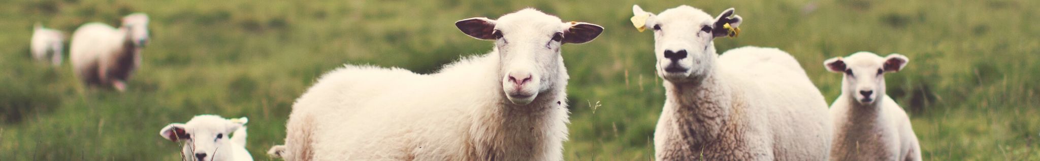 Cover for Peggy Ann Georgina (Aldom)  Galbraith's Obituary