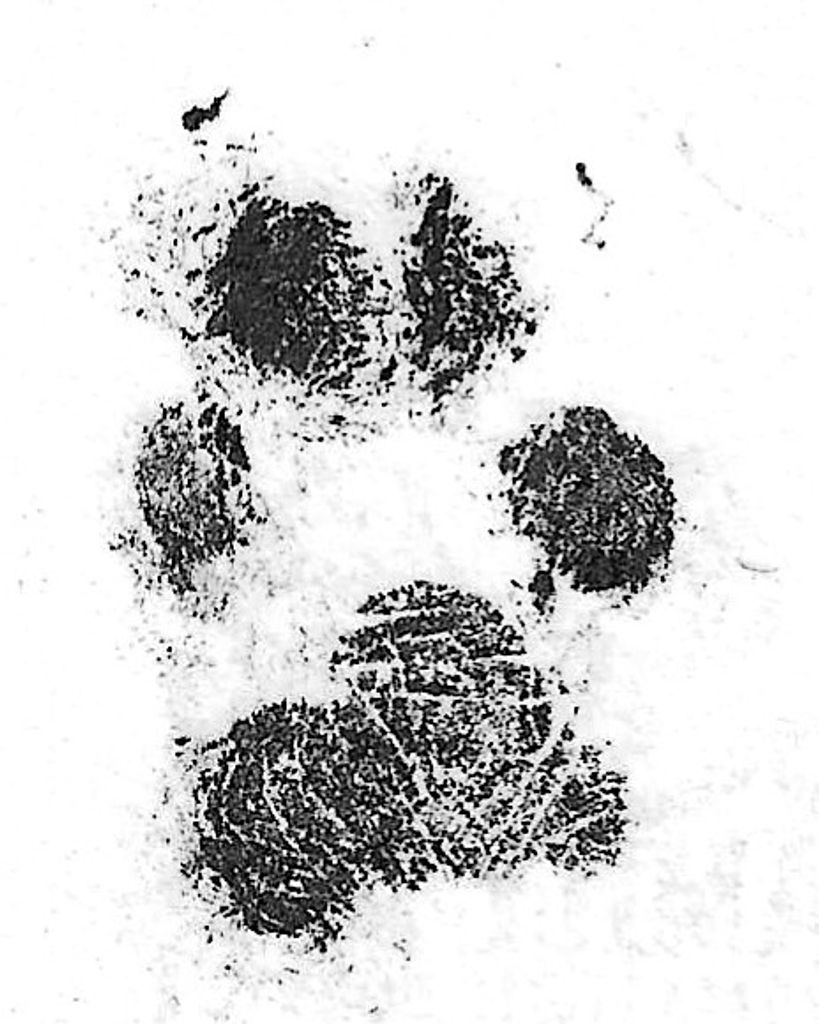 Sampson "Sammy" Blackwell Profile Photo