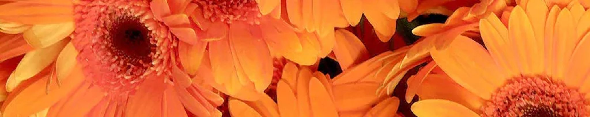Cover photo for Leslie Bethanne Baynes's Obituary