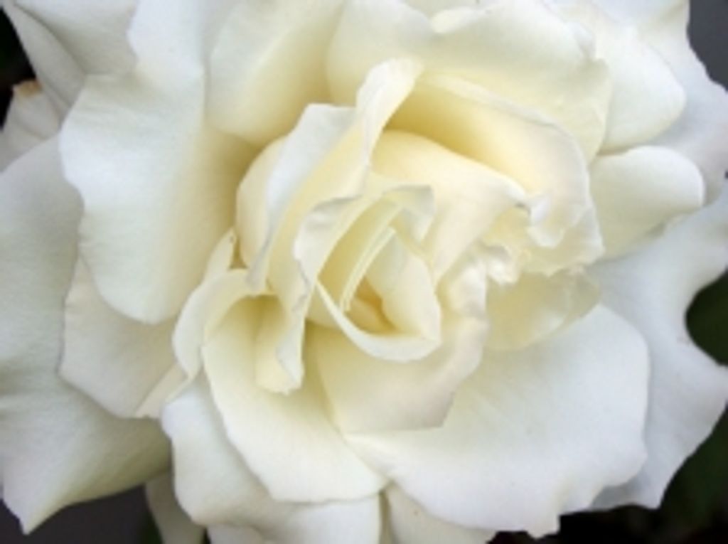 Carol  Jeanne Hilz