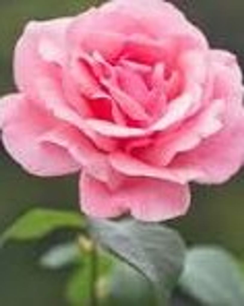 Joyce M. Pagley