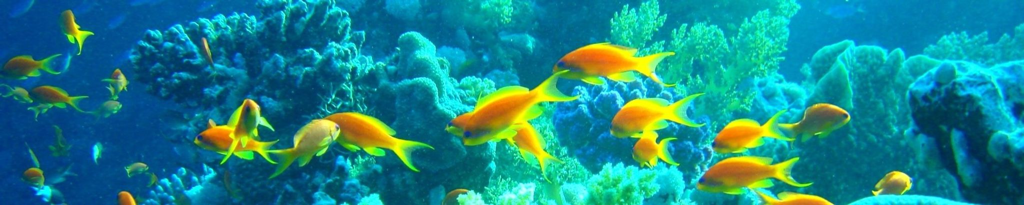 Cover for Terry Taylor's Obituary