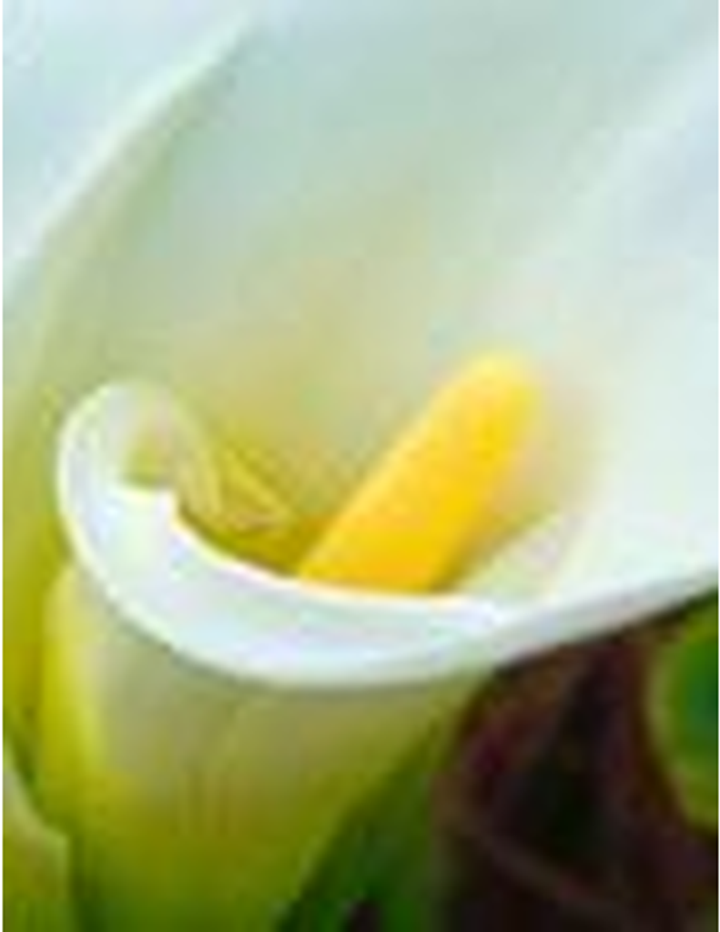 William Posey Wright