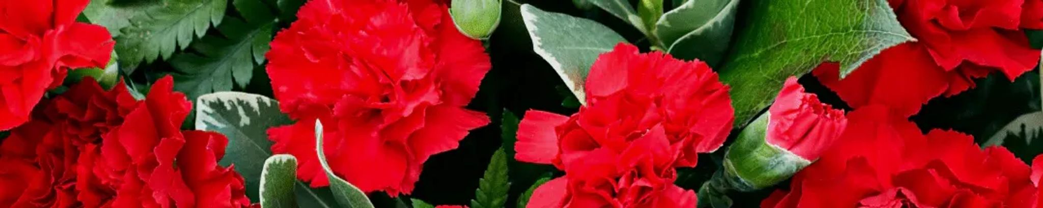 Cover photo for Martha Peters's Obituary