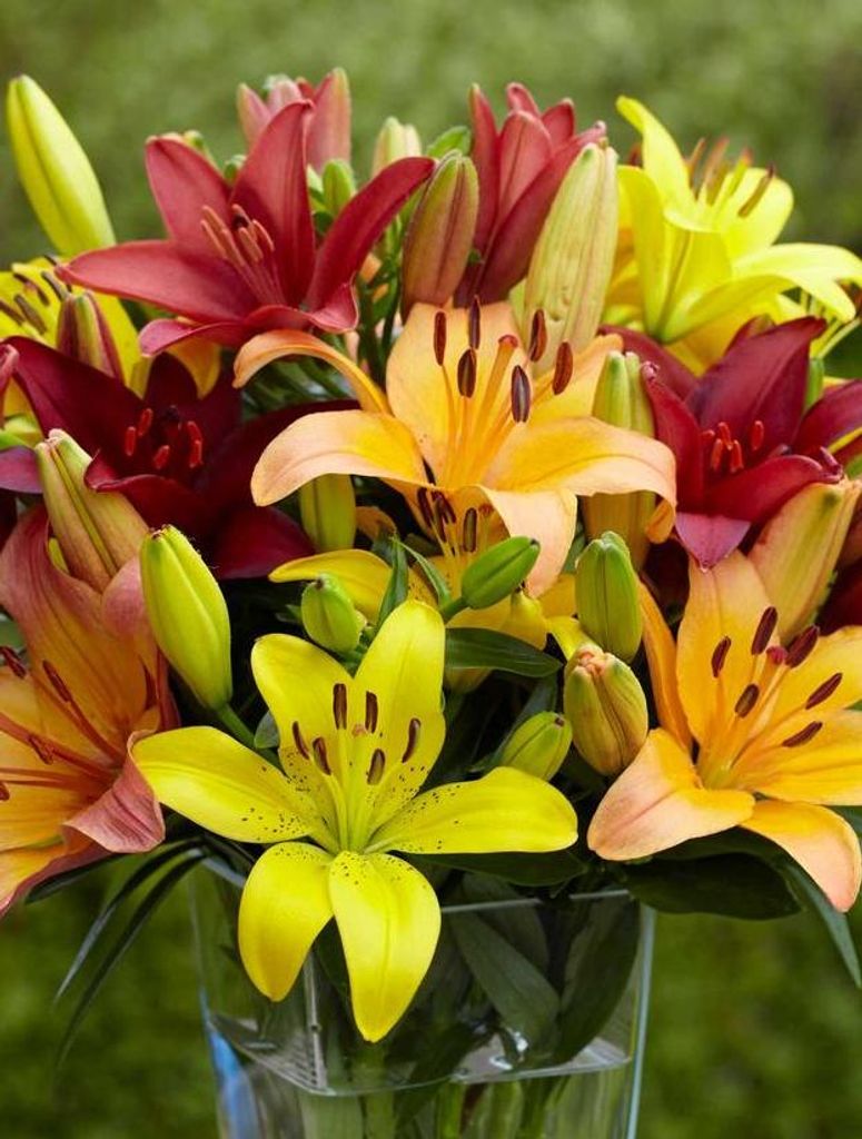 Edward Francis Lorer