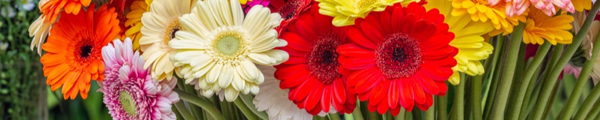 Cover photo for Susan Lianne (Hagerty) Stoddard's Obituary