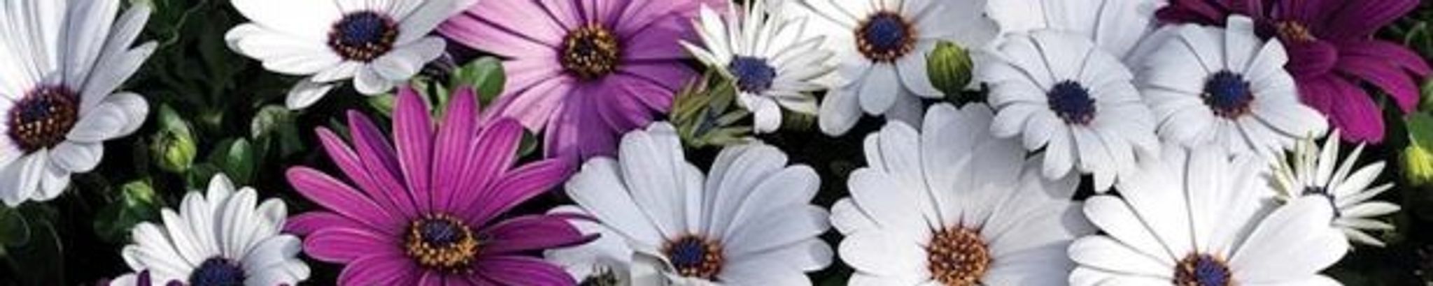 Cover for SORAYA NICOLE DAY's Obituary