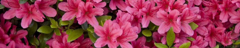 Cover photo for Jean Roberts Geans's Obituary