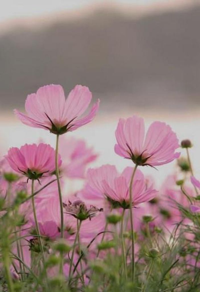 Betty Jean Schmidt Profile Photo