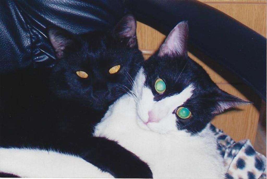 Gunny & Squeaker Hendry
