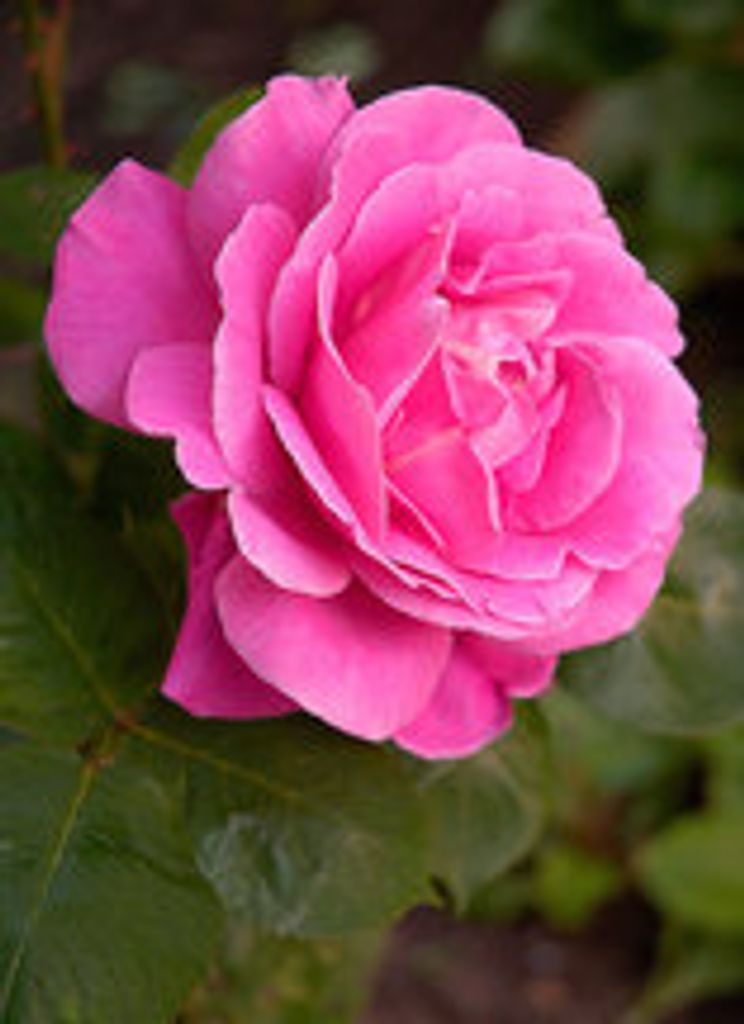 Barbara Ackley