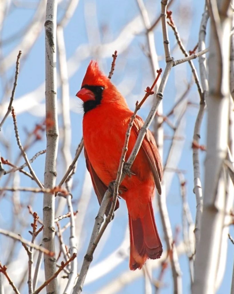 Barbara S Allen Profile Photo
