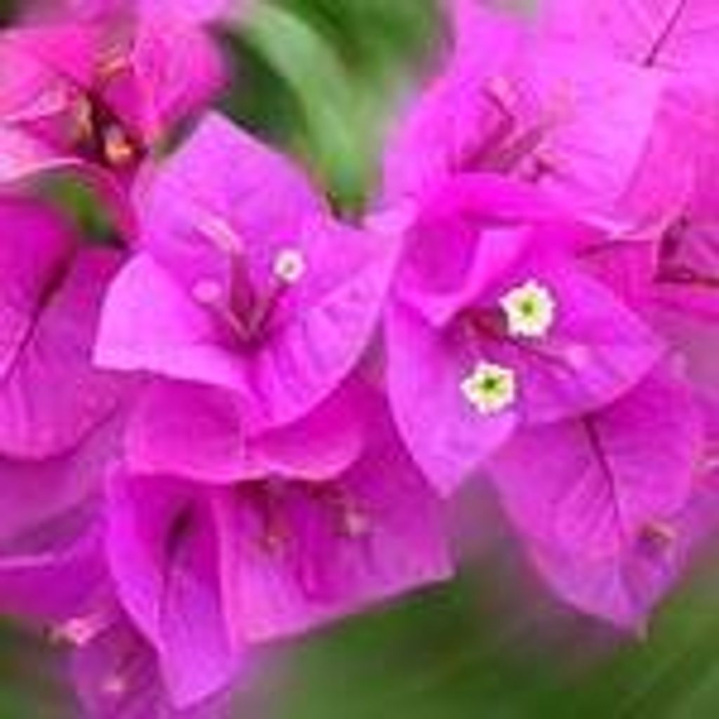 Florine W (Williams)  Beckum