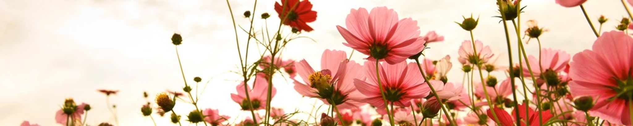 Cover for Andrea Guron Fabay's Obituary