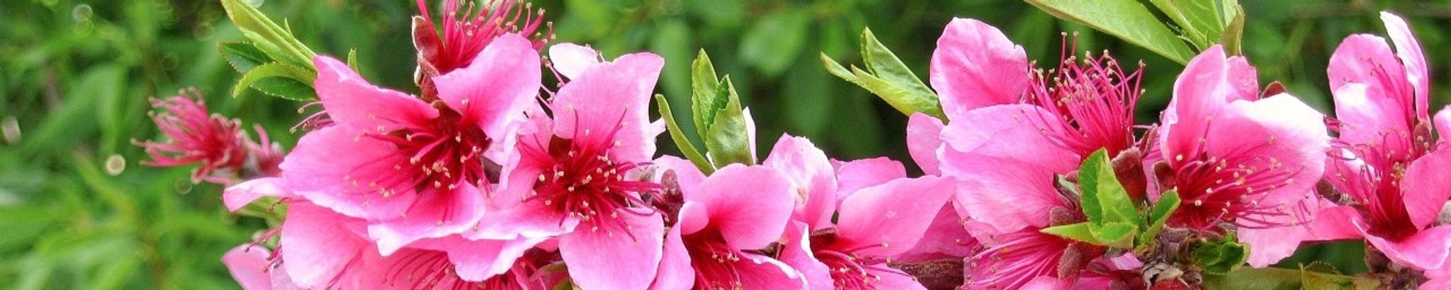 Cover for Mai T. Pham's Obituary