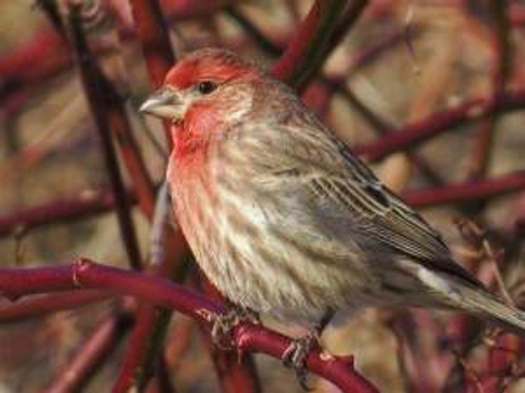 Joan (Kellogg)  Renz