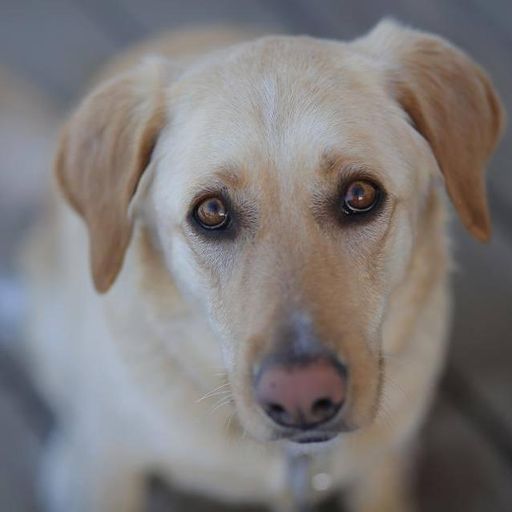 Honey Stormborn Profile Photo