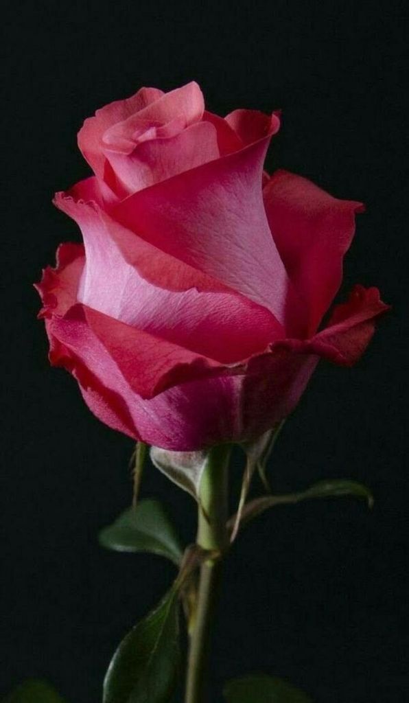 Mildred De Los Ángeles Morales Dávila Profile Photo