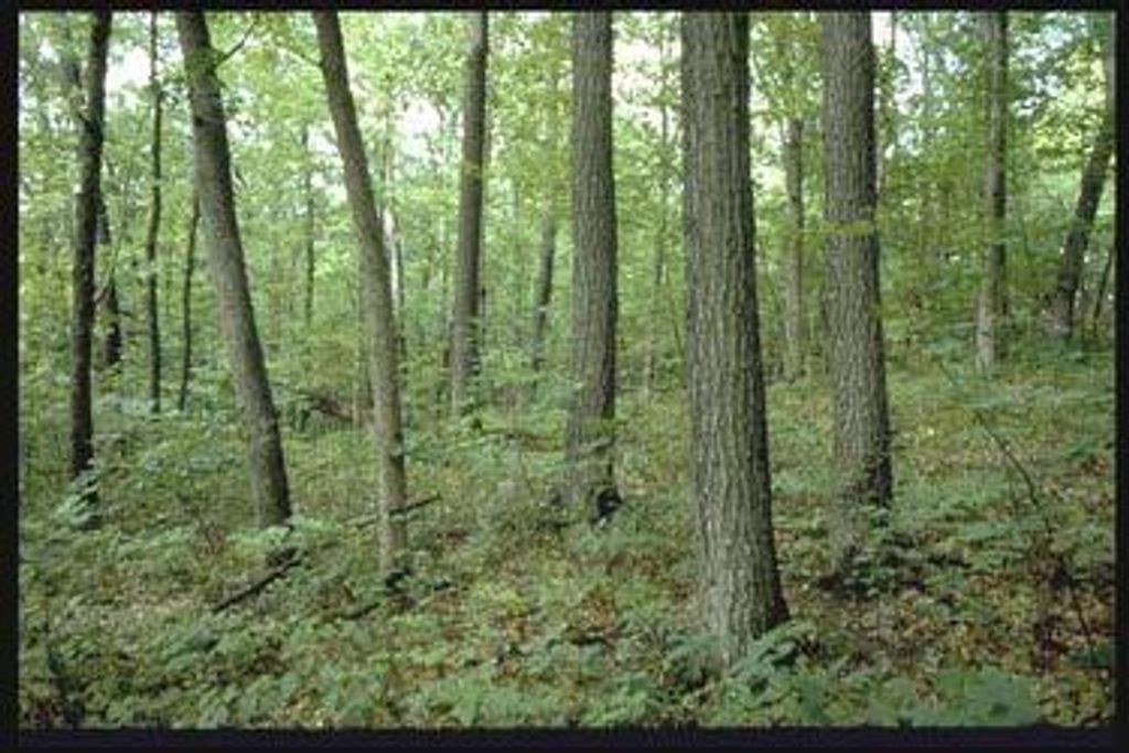 Elizabeth Mae Peterson