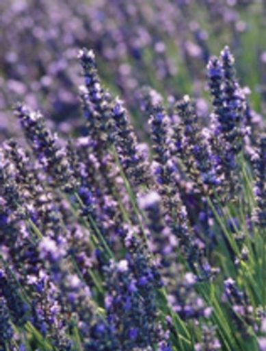 Marianne Patterson Profile Photo