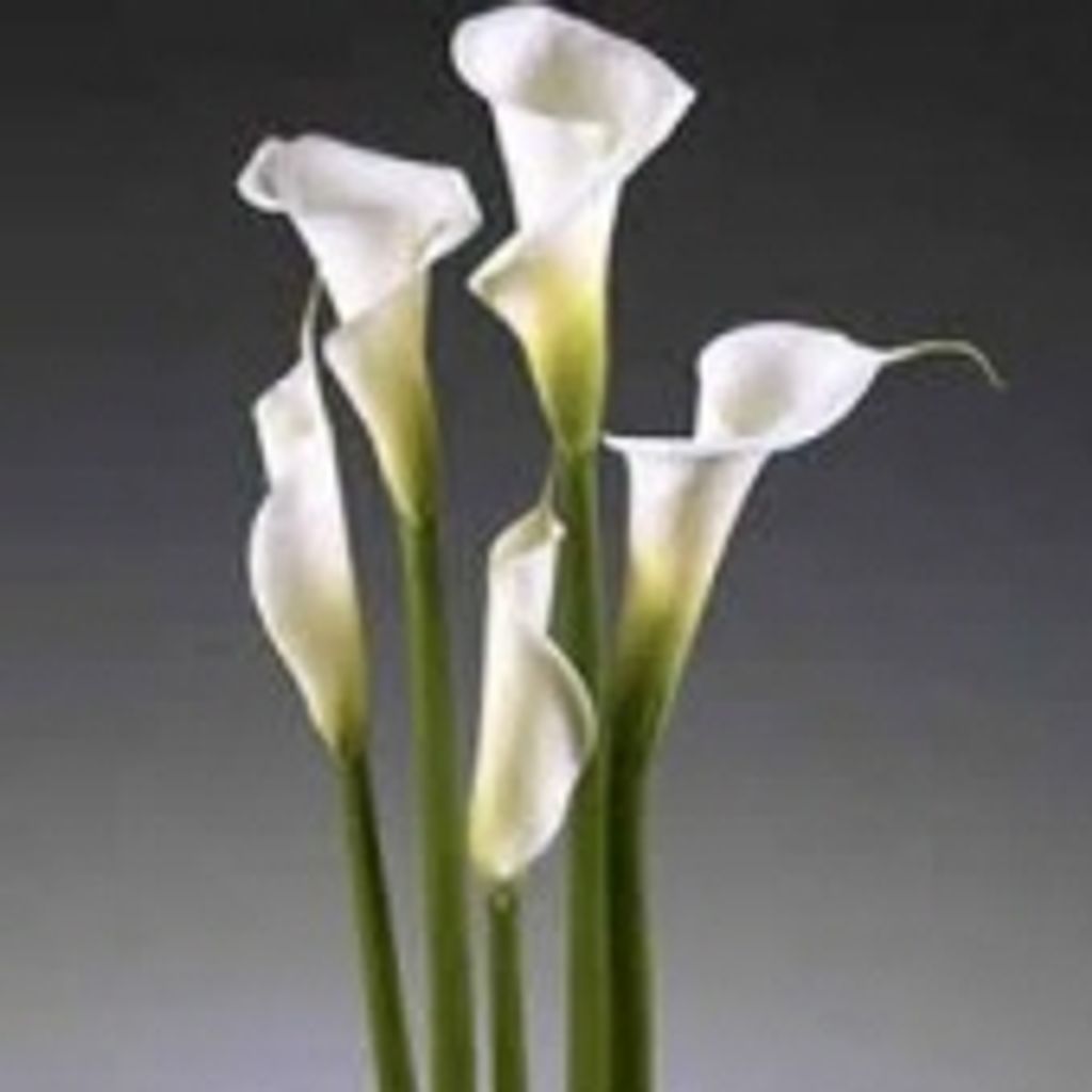 Nancy Smith Hooke