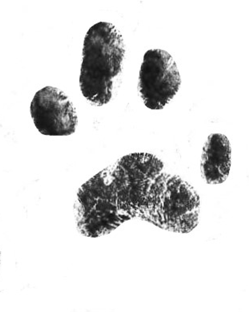 Kovu Vetrano Profile Photo