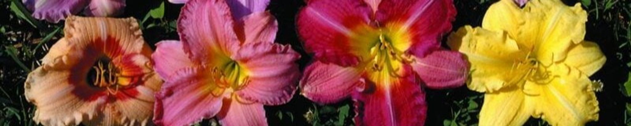 Cover for Barbara Eslinger Jarnigan's Obituary