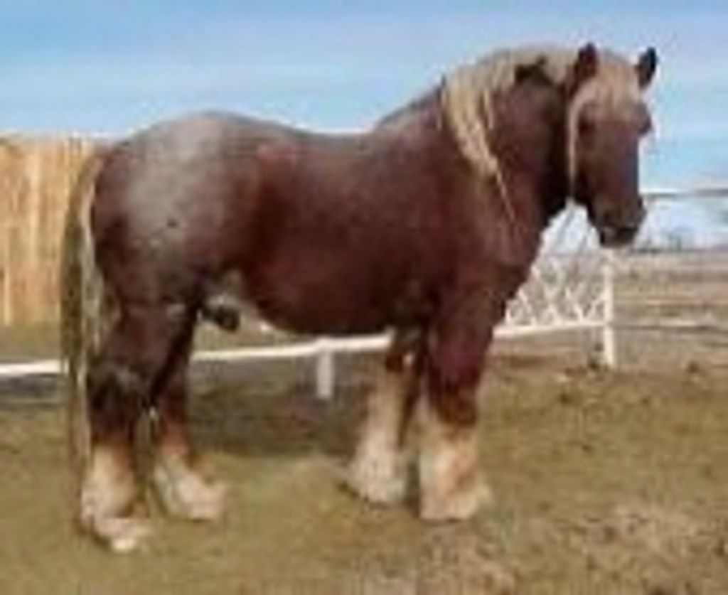 Clarence Reed Coog Brainard