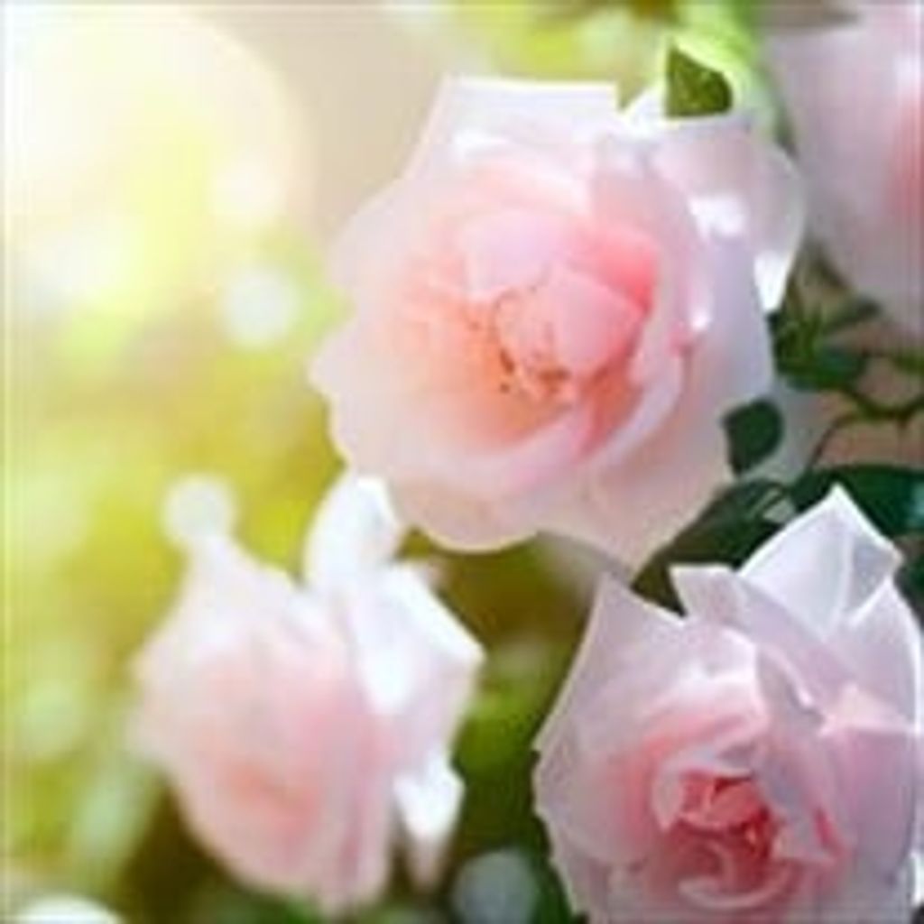 Lillie Mastre Profile Photo