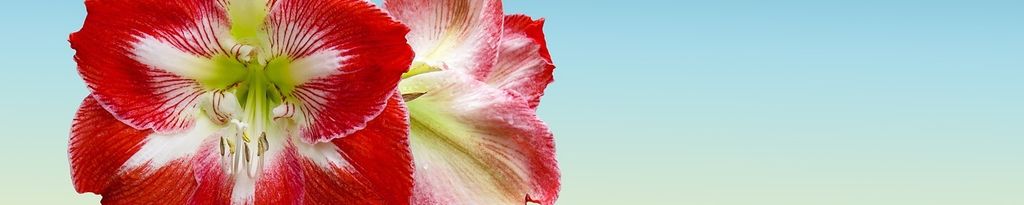 Cover photo for Wonda Faye Arnold's Obituary