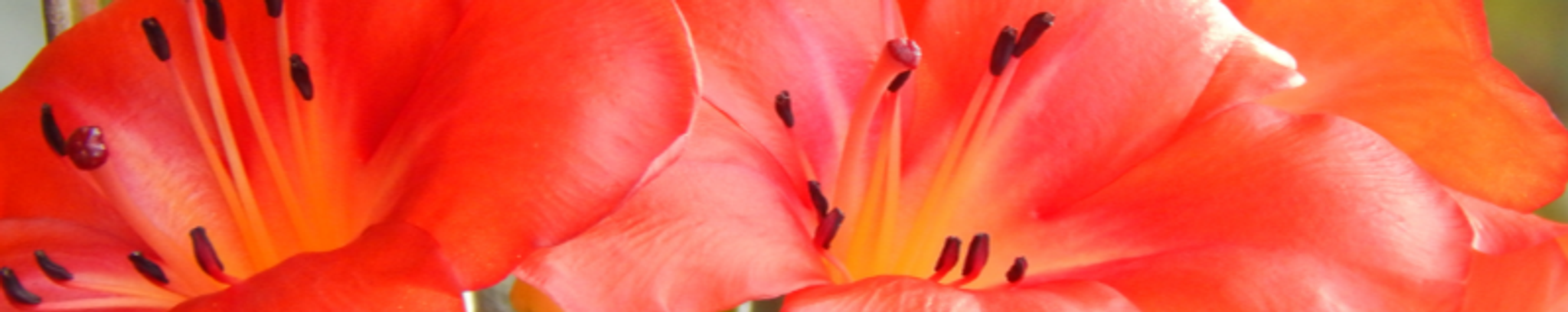 Cover for Dr. Rosalyn Taylor's Obituary